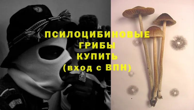 что такое наркотик  Болотное  Галлюциногенные грибы Cubensis 